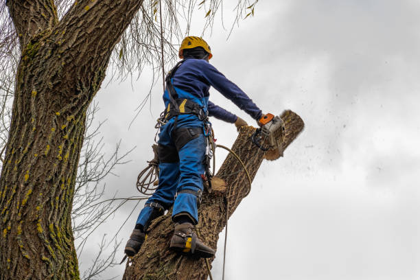 Residential Tree Removal in Farrell, PA